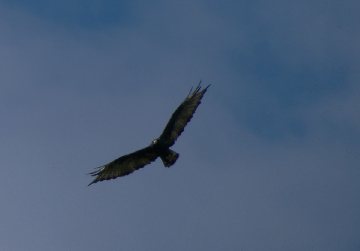 Zone-tailed Hawk - ML66596051
