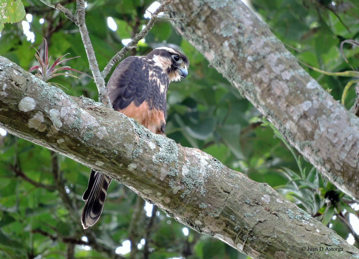 Aplomado Falcon - ML66600331