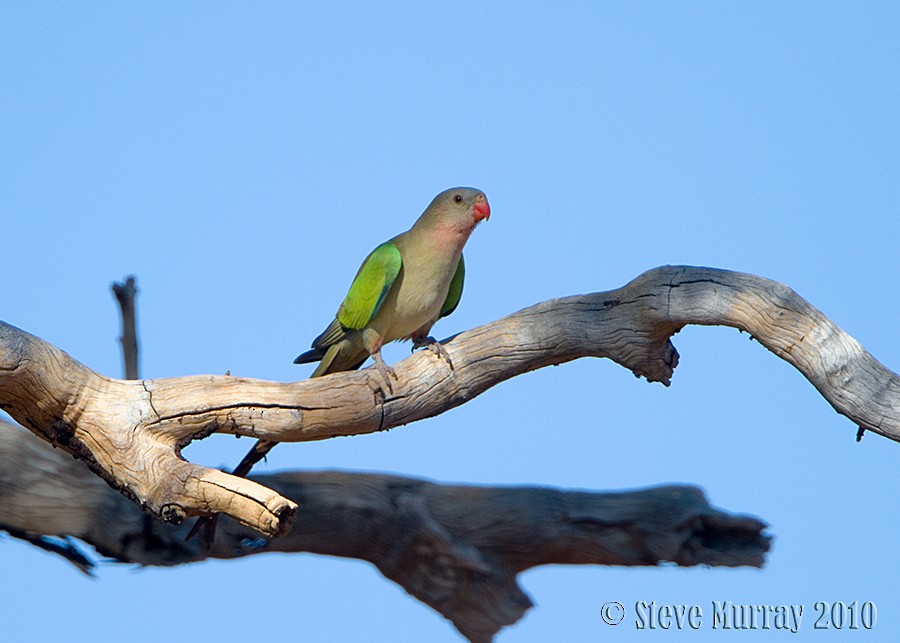 Perico Princesa - ML66602721