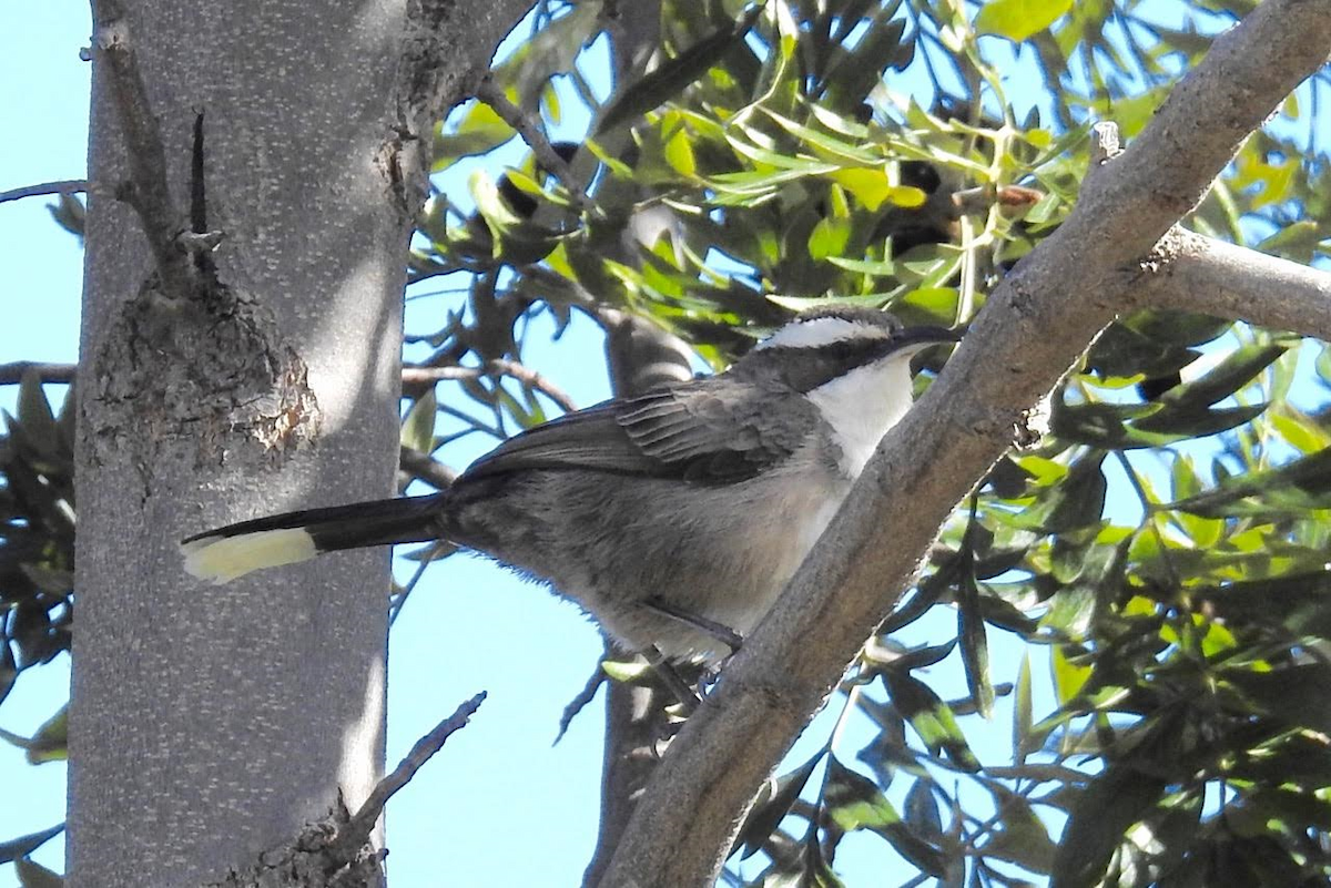 White-browed Babbler - ML66602941