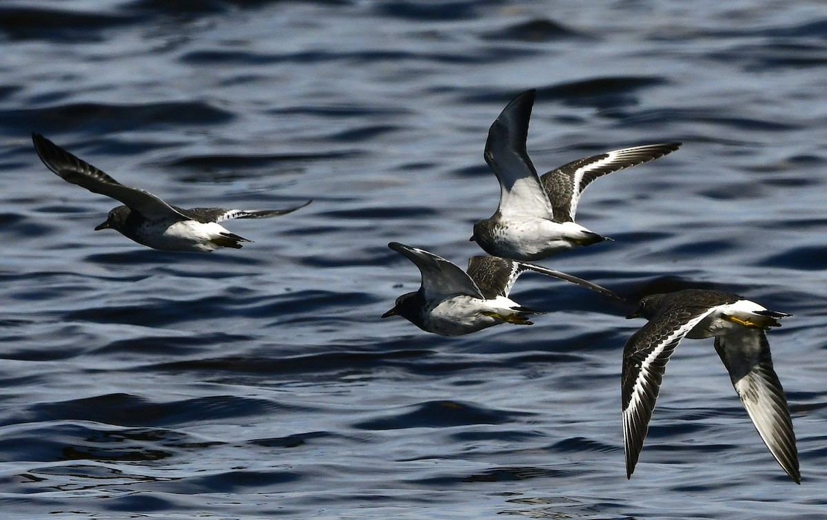 Surfbird