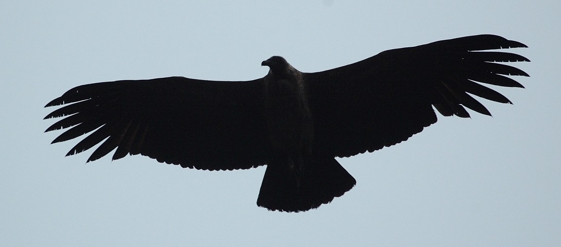 Andean Condor - Tor Egil Høgsås