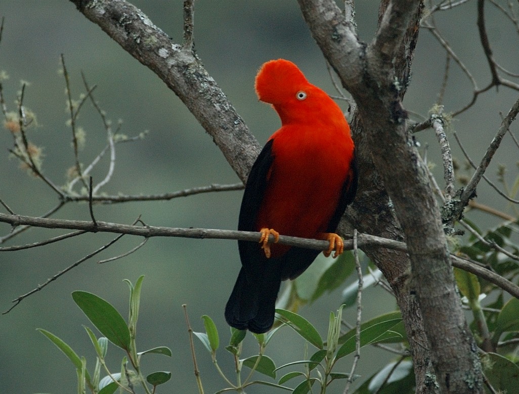 Andean Cock-of-the-rock - Tor Egil Høgsås