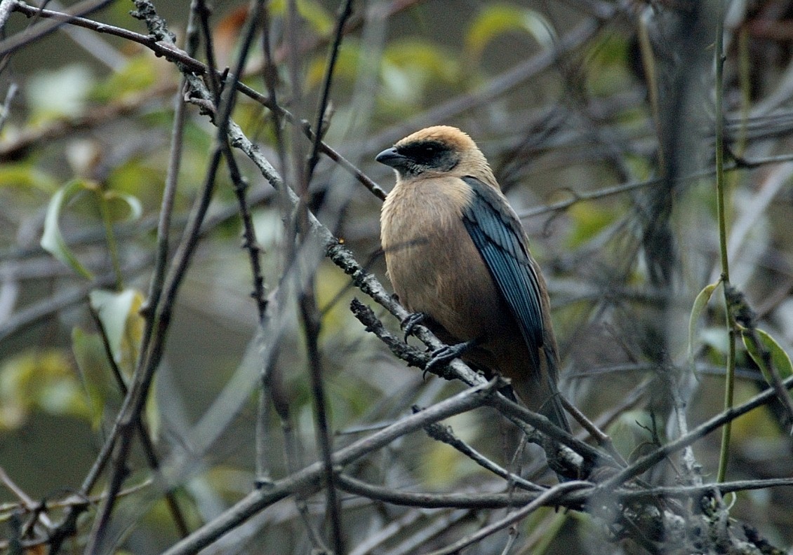 Green-capped Tanager - ML66604111