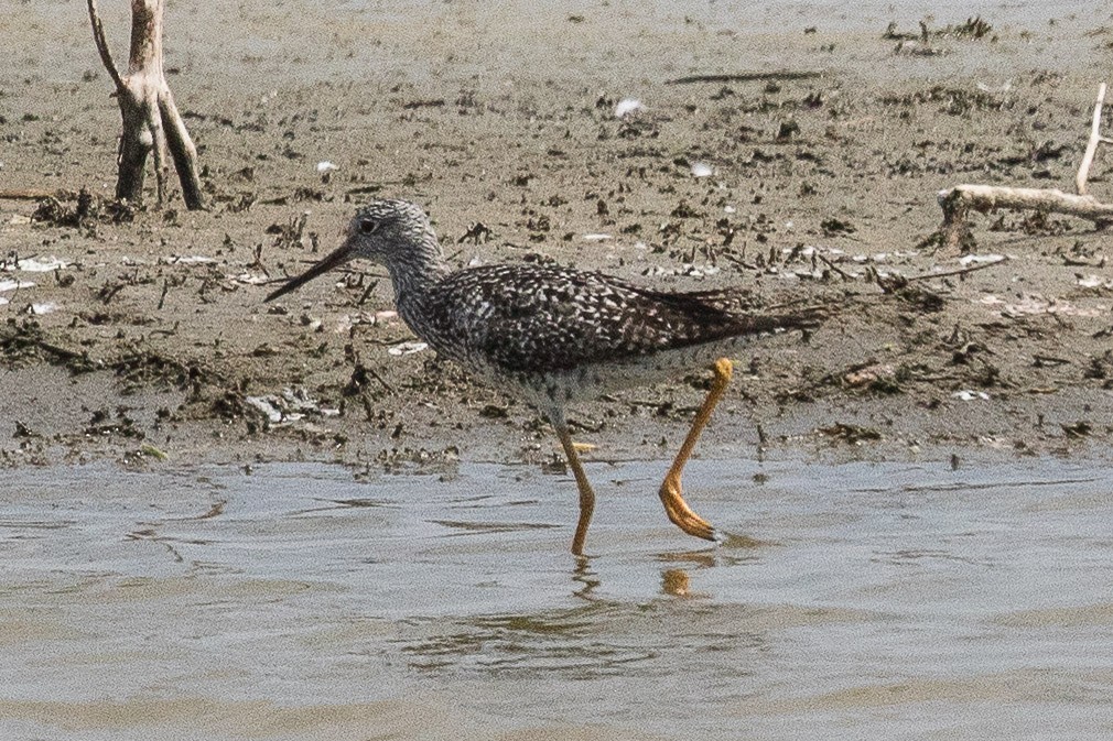 Greater Yellowlegs - Eric VanderWerf