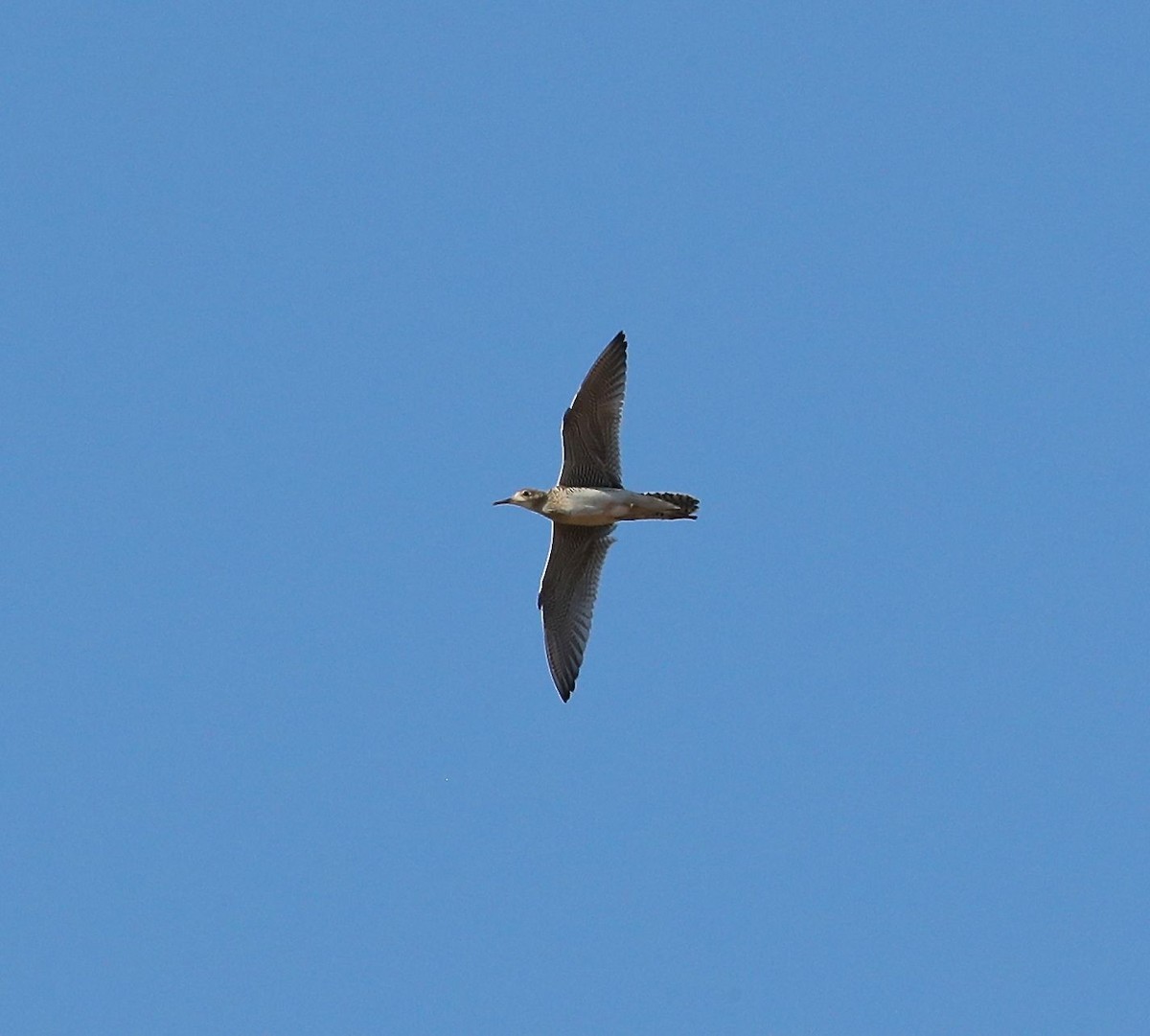 Upland Sandpiper - ML66604421