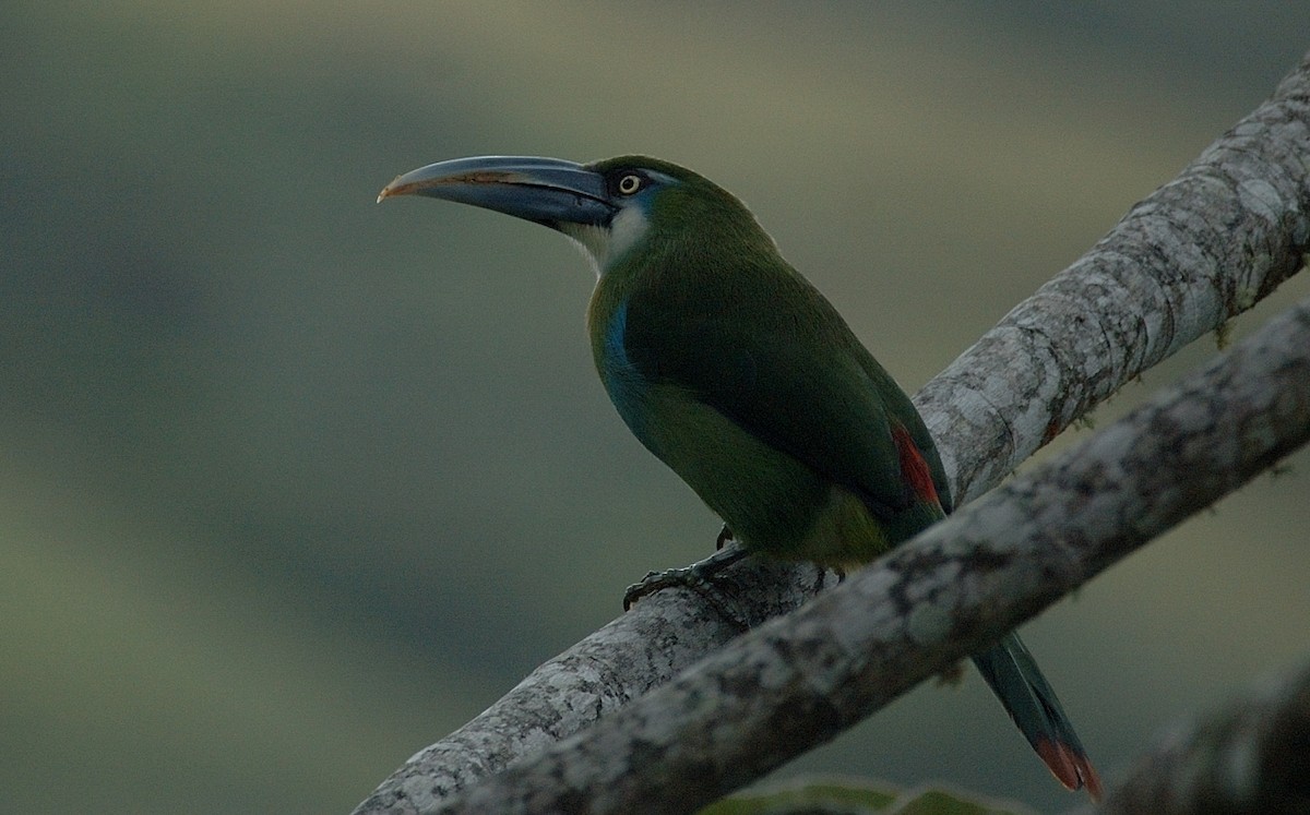 Blue-banded Toucanet - ML66604471