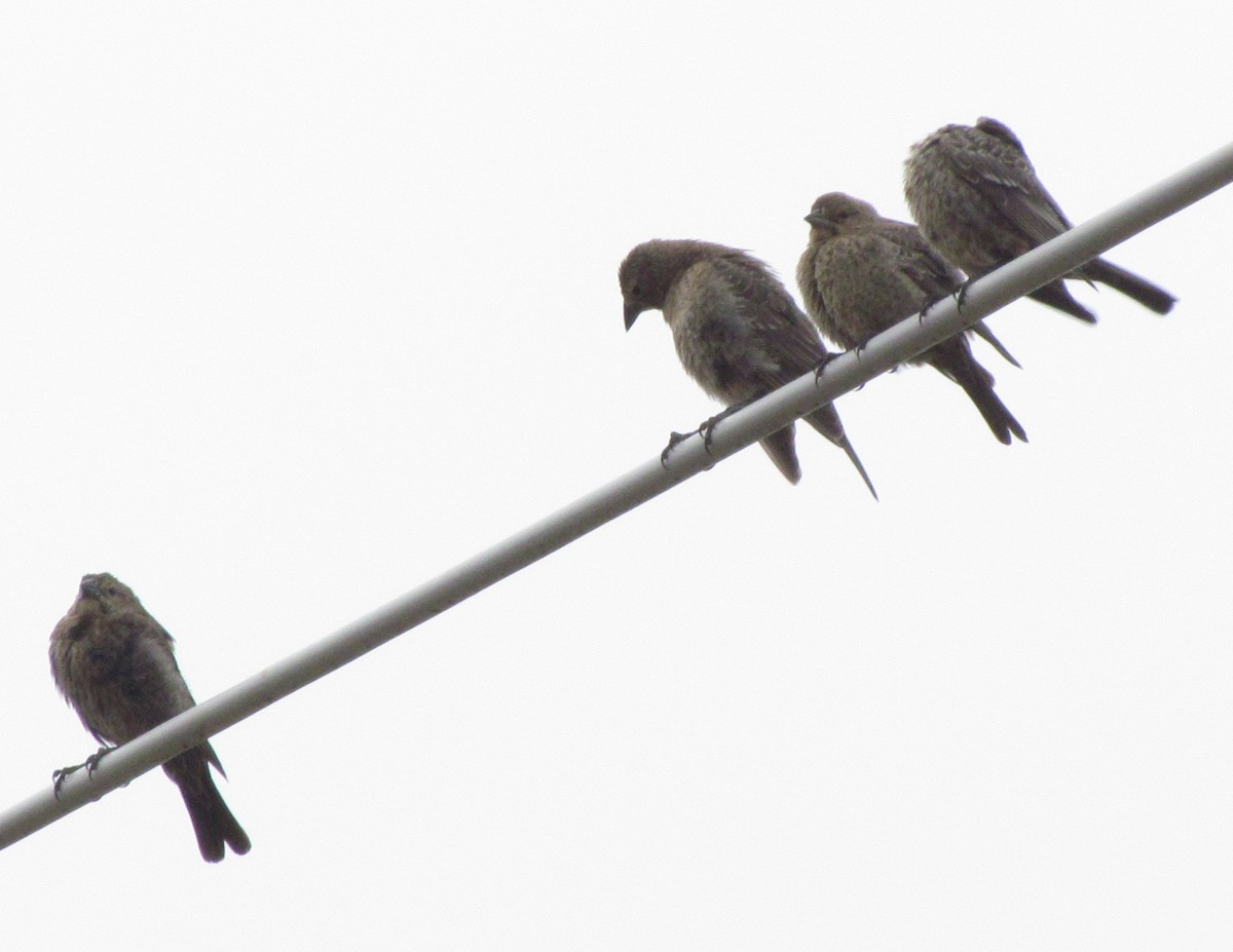 Brown-headed Cowbird - ML66604571
