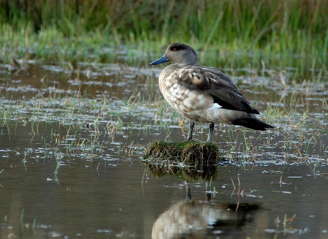 Crested Duck - Tor Egil Høgsås