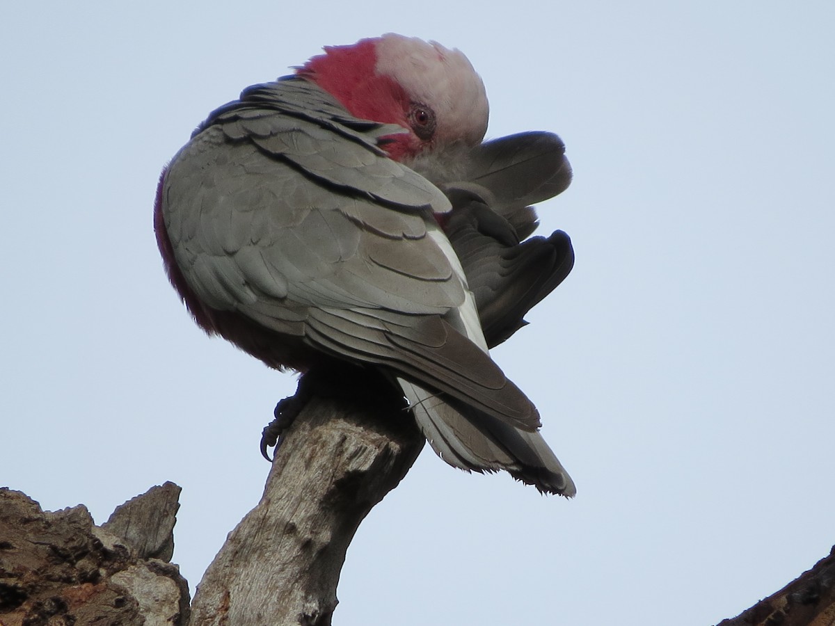 Galah - ML66606291