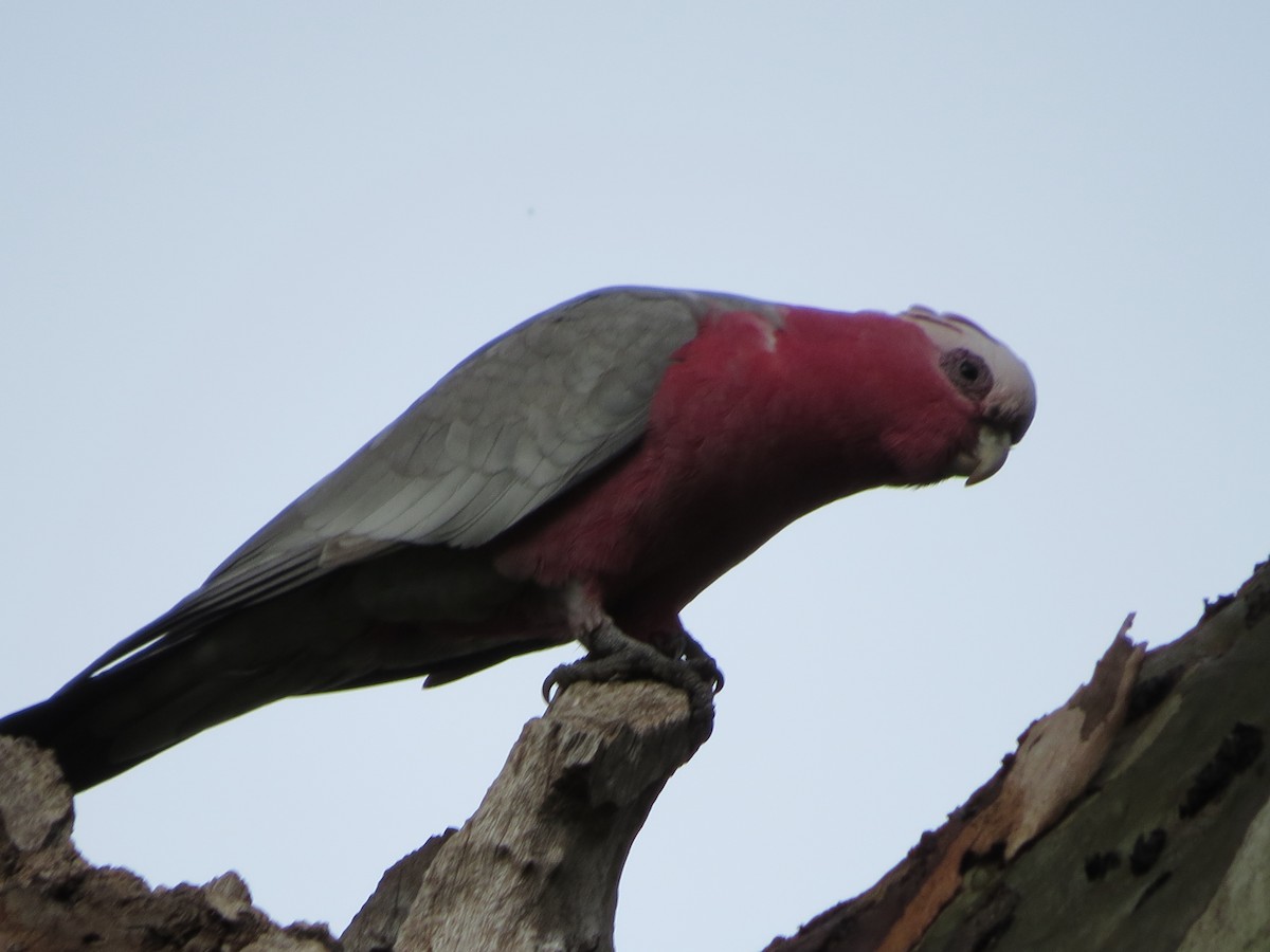 Galah - ML66606321