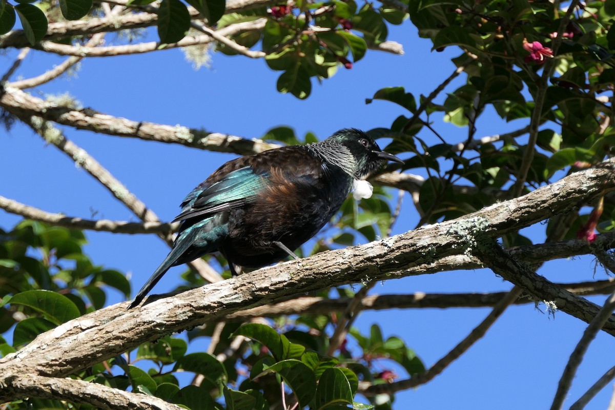 Tui - ML66606551