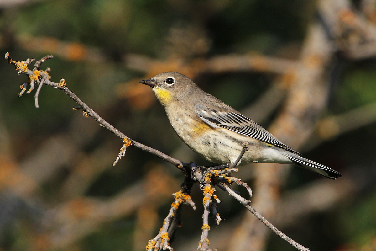 Yellow-rumped Warbler - Marlene Cashen