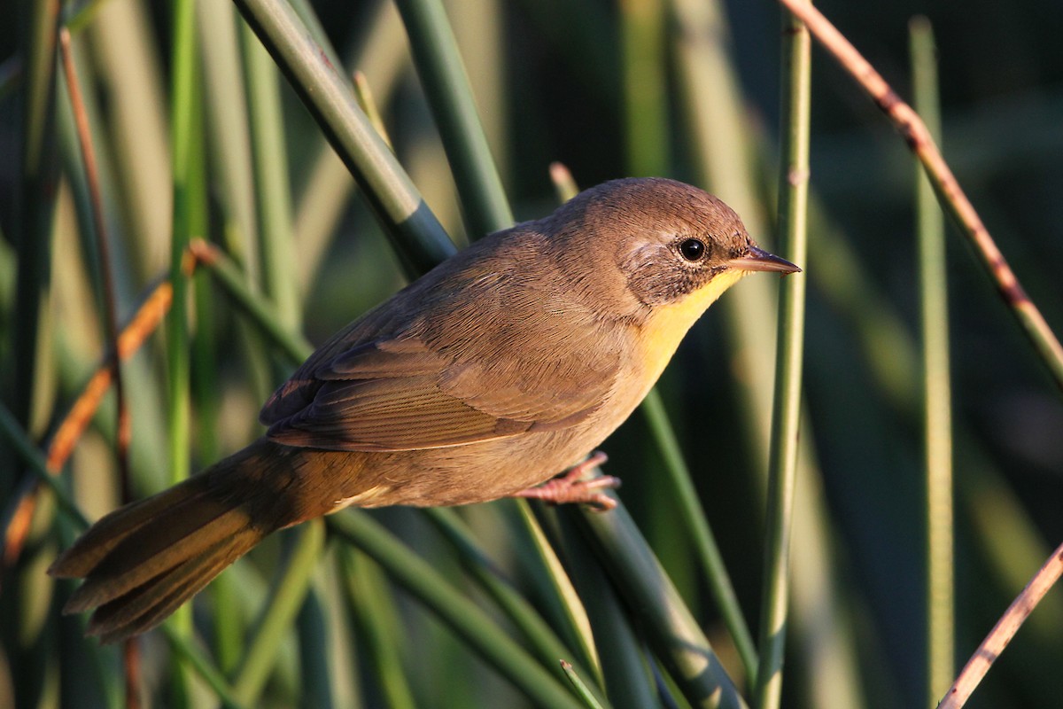 Common Yellowthroat - ML66608261