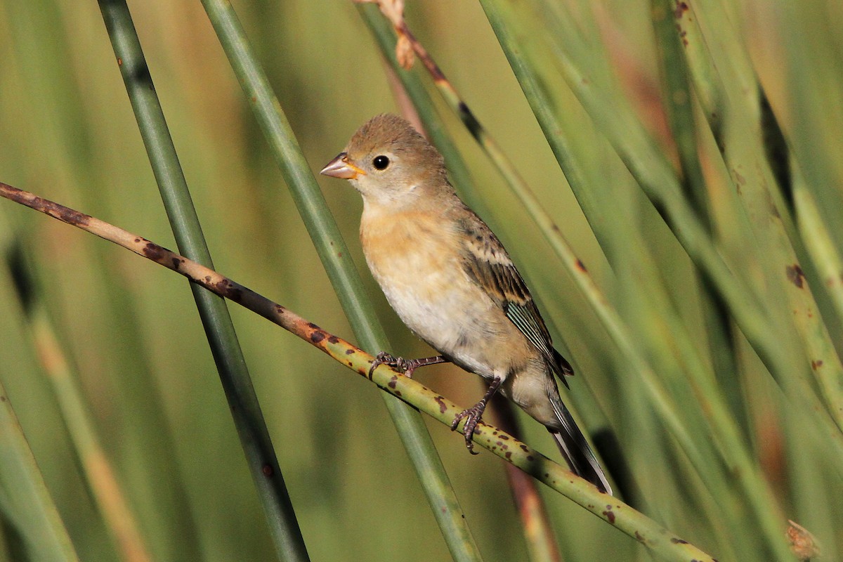 Lazuli Bunting - Marlene Cashen
