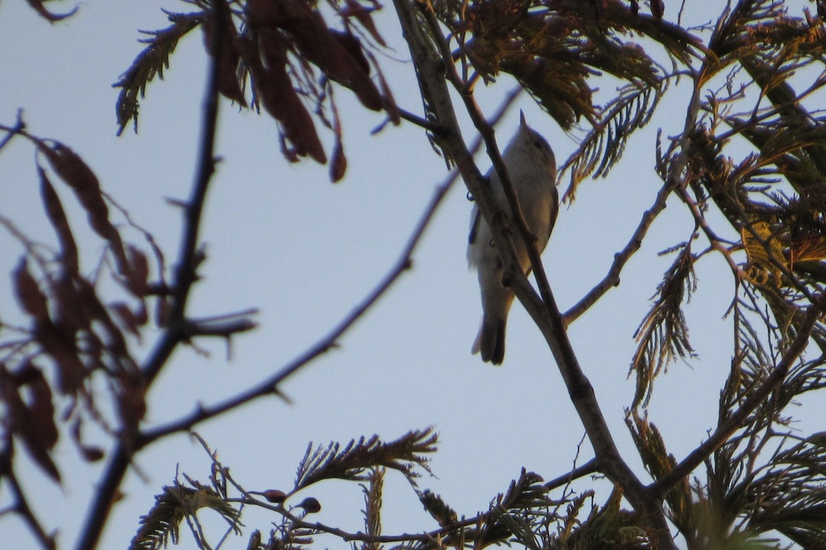 Western Bonelli's Warbler - ML66608531