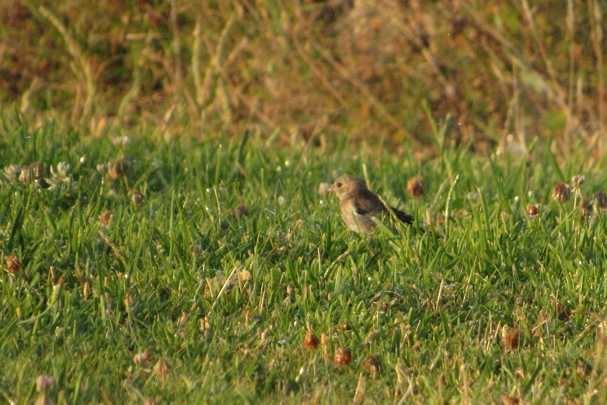 Chardonneret élégant - ML66608551