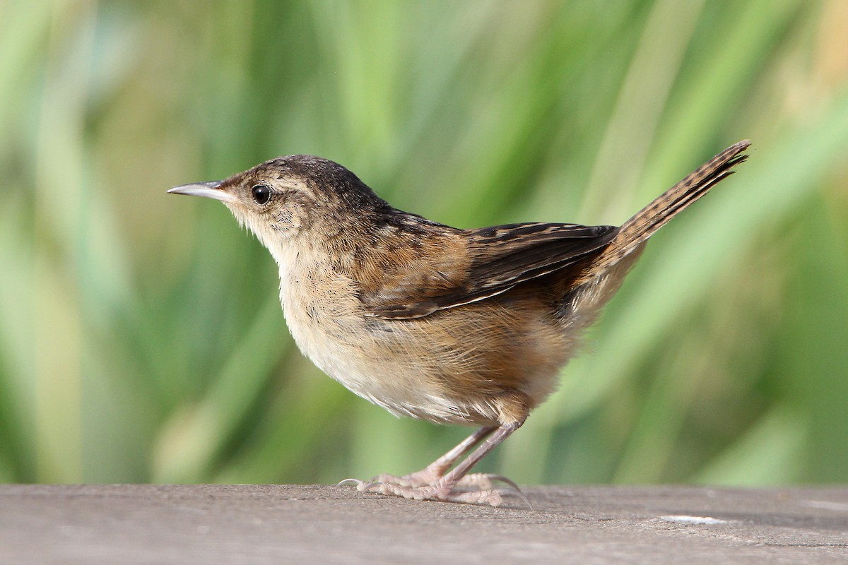 Marsh Wren - ML66608581