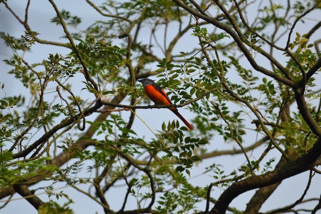 Gray-chinned Minivet - ML66608901