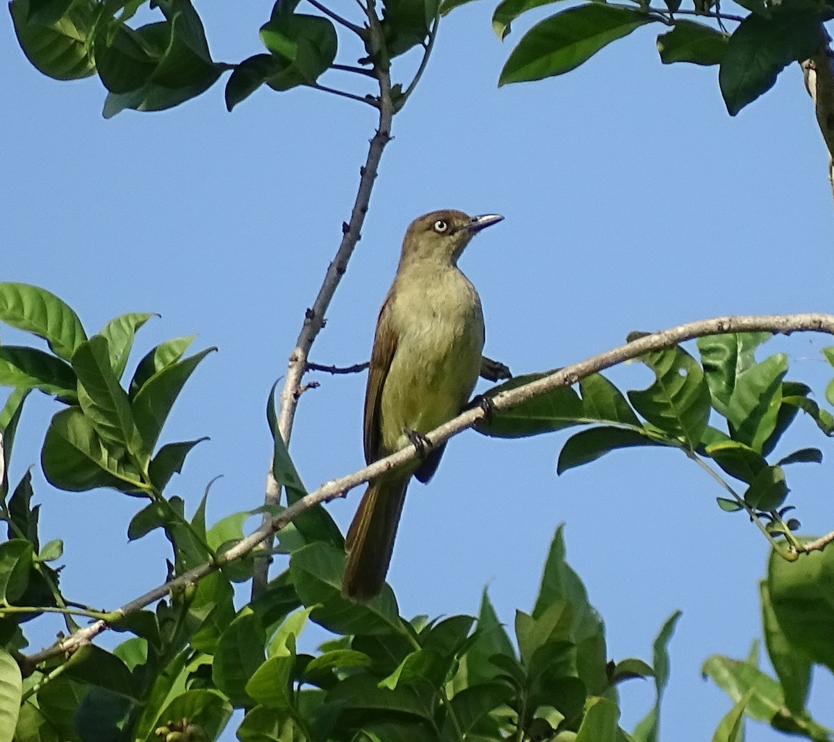 Bulbul de Zanzíbar - ML66609971