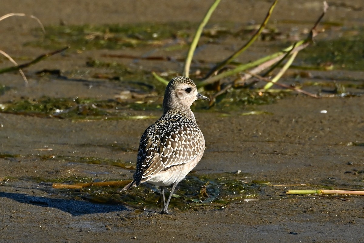 ML666101885 - American Golden-Plover - Macaulay Library