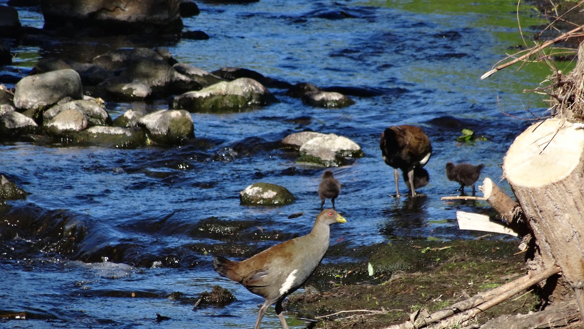 Tasmanian Nativehen - ML66610321