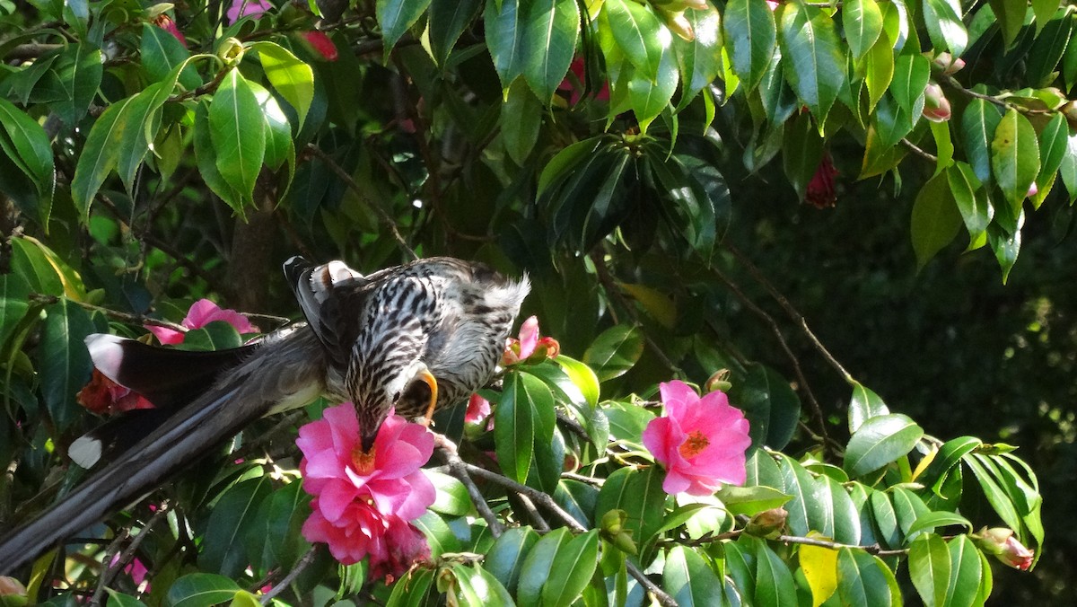 Yellow Wattlebird - ML66610351