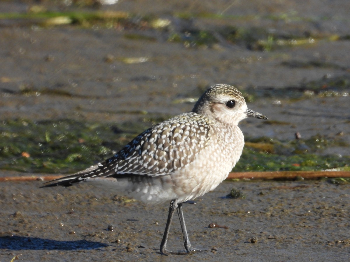 ML666103771 - American Golden-Plover - Macaulay Library
