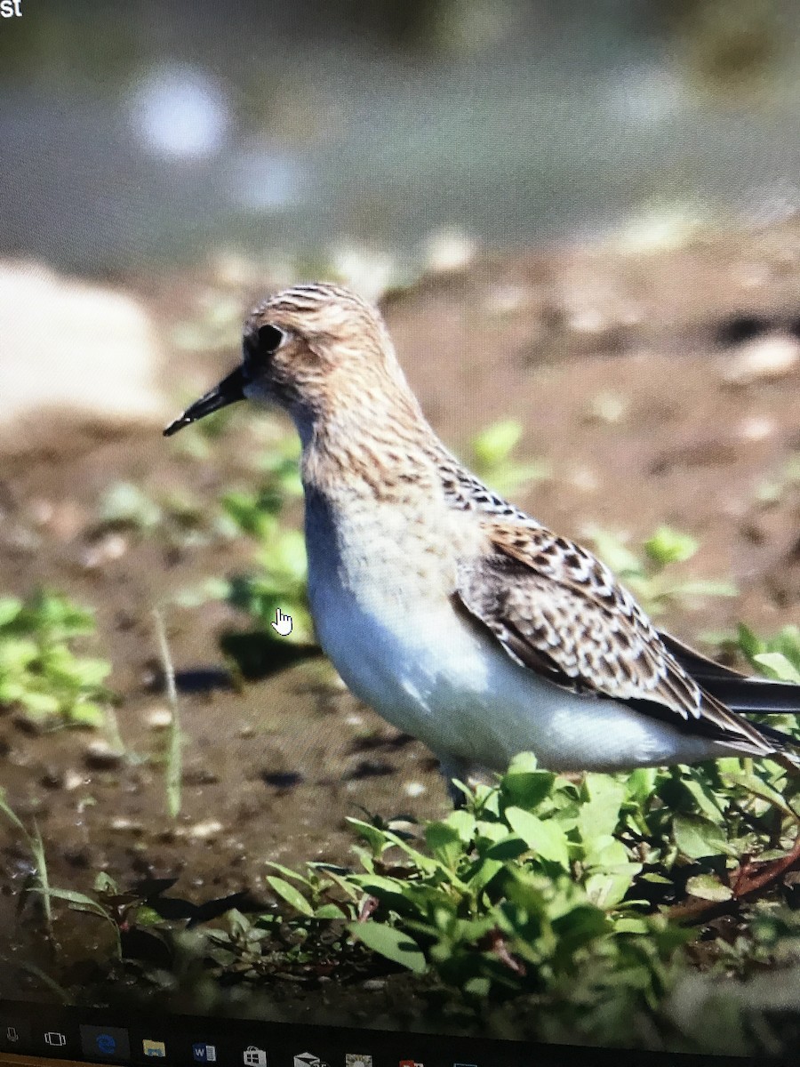 Baird's Sandpiper - ML66611451