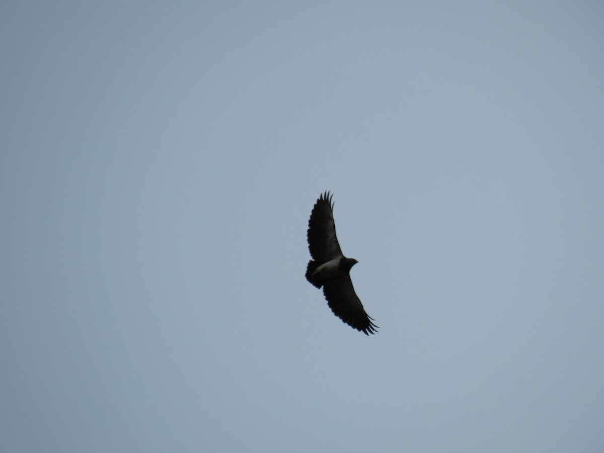 Black-chested Buzzard-Eagle - ML66612851