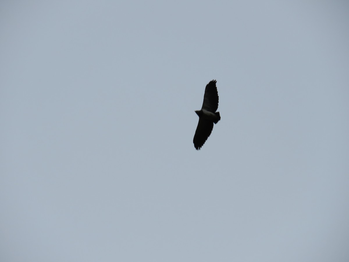 Black-chested Buzzard-Eagle - ML66612861
