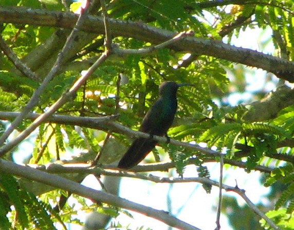 Black-throated Mango - ML66613681