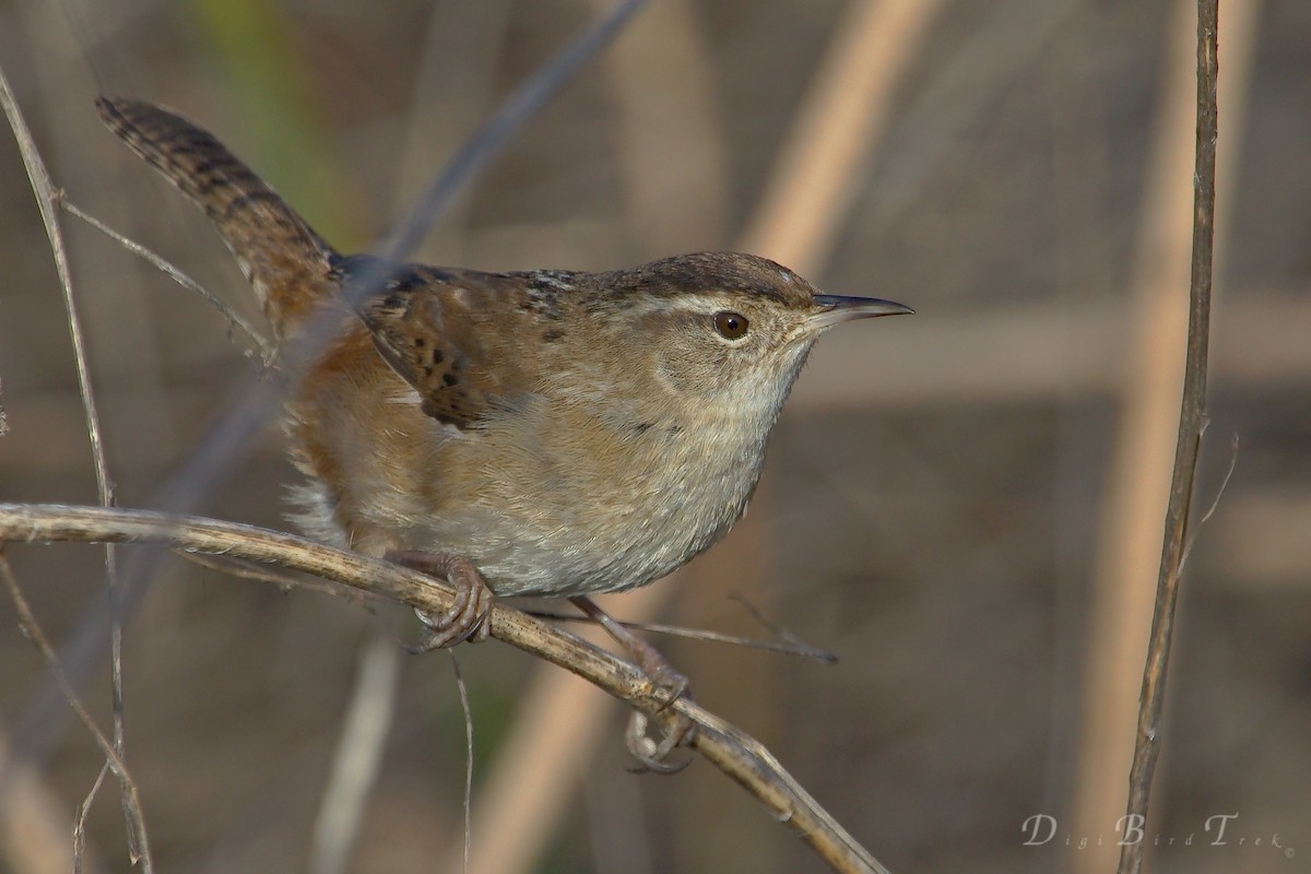 Marsh Wren - ML66616631