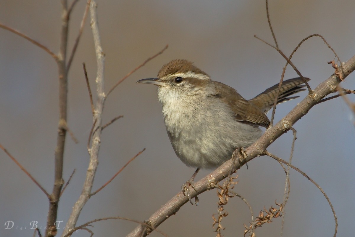Bewick's Wren - DigiBirdTrek CA