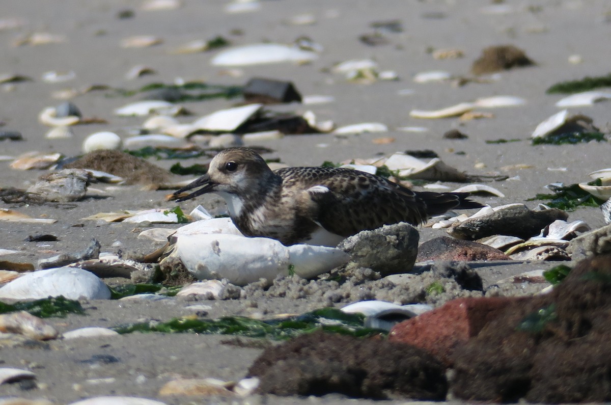 Ruddy Turnstone - M B