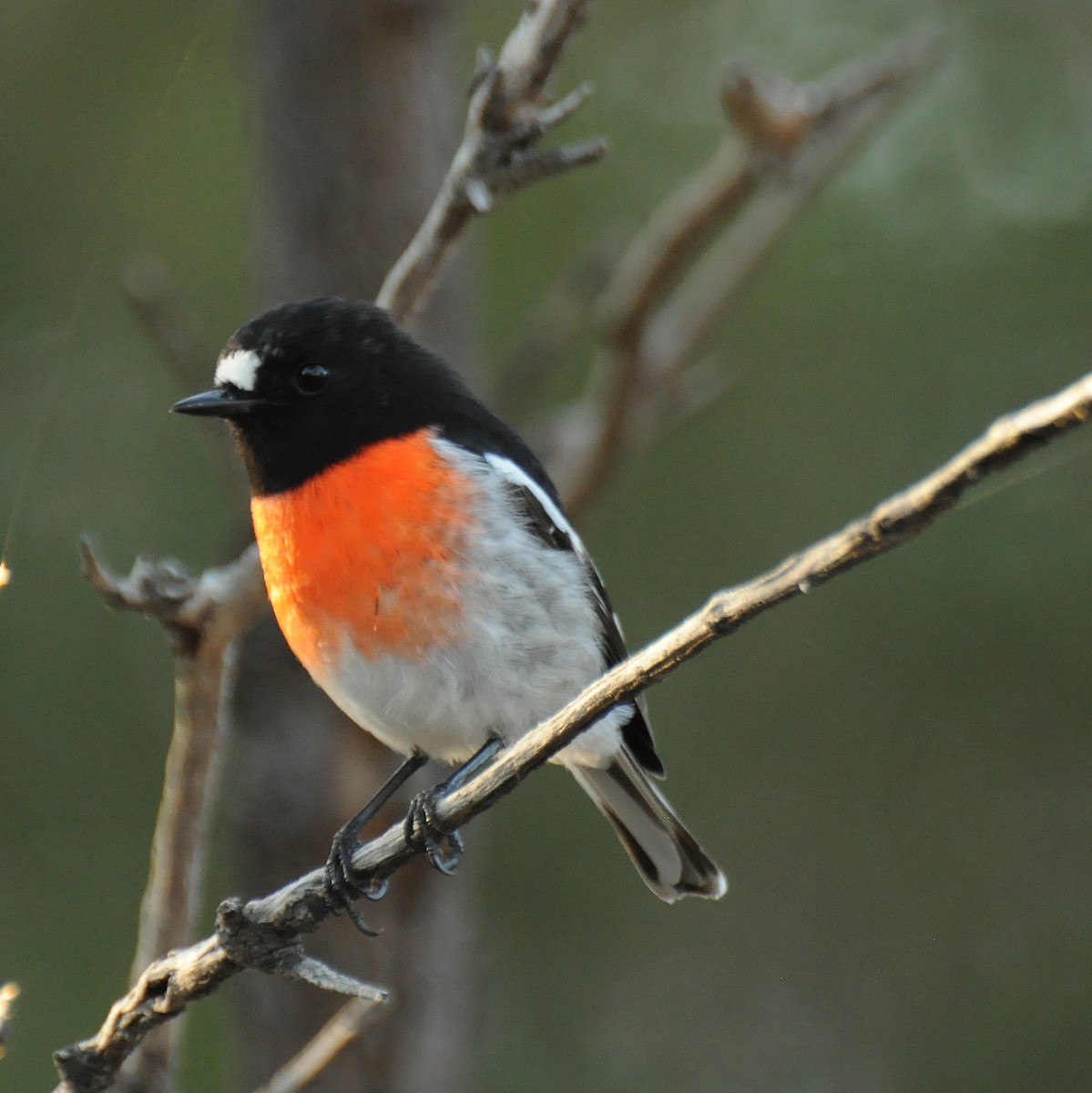 Scarlet Robin - ML66618391