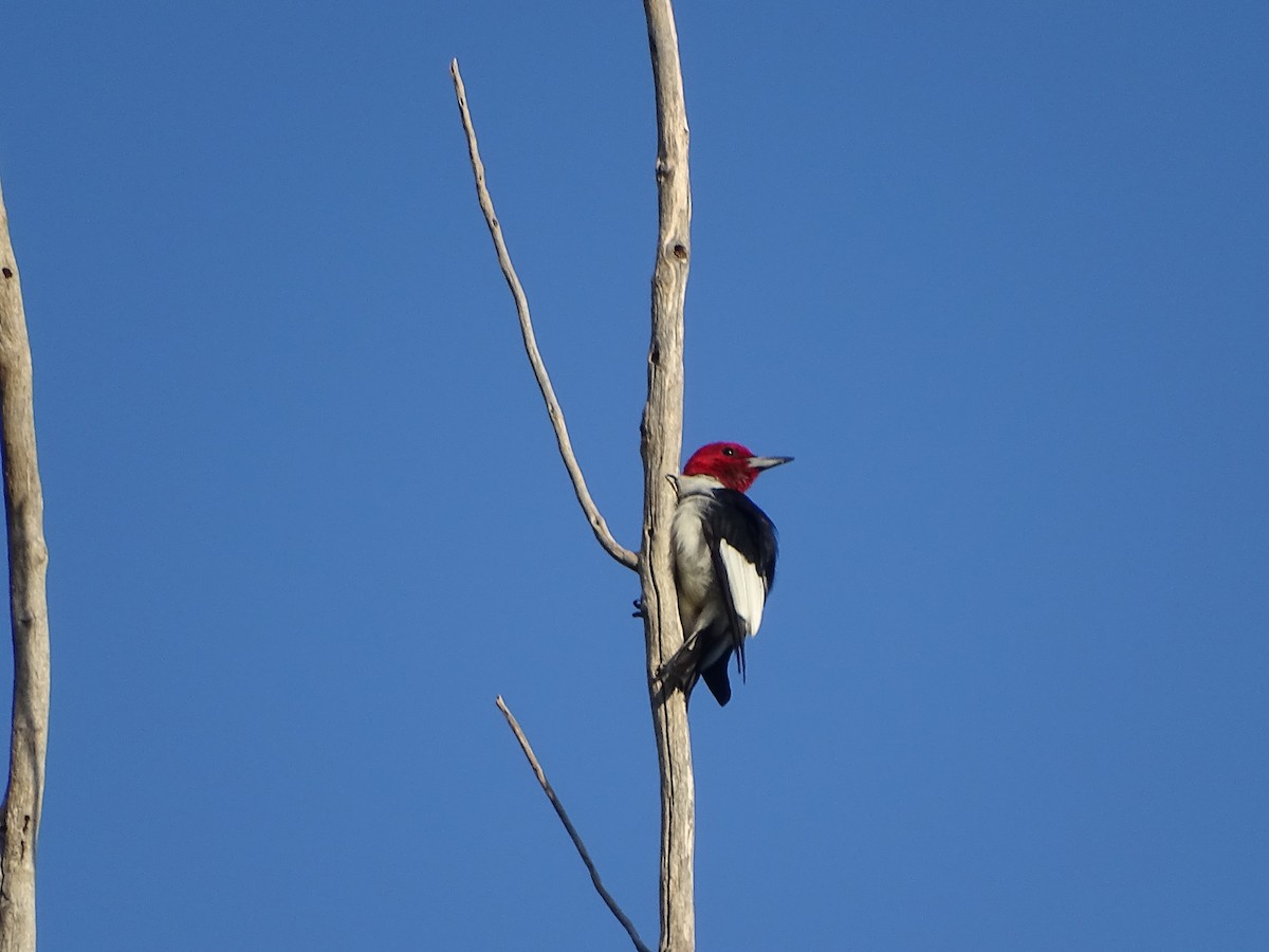 Red-headed Woodpecker - Sally Isacco