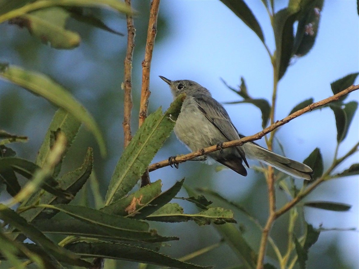 Blue-gray Gnatcatcher - ML66618701