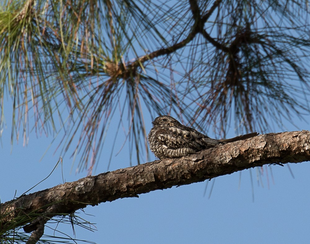 Common Nighthawk - ML66619831