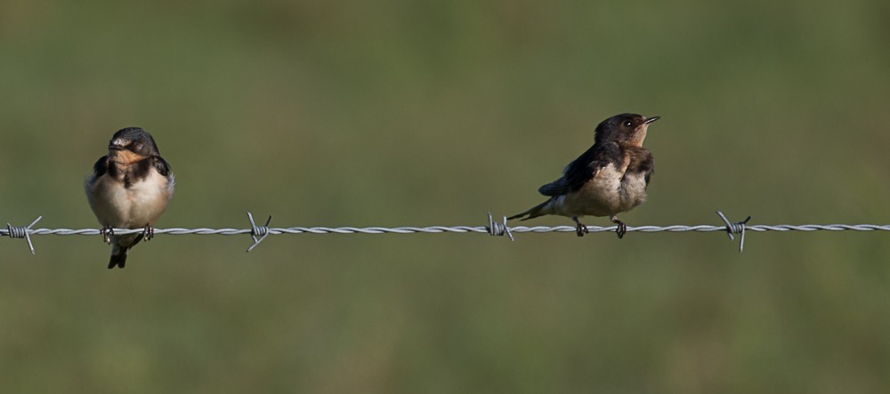 Barn Swallow - ML66619901