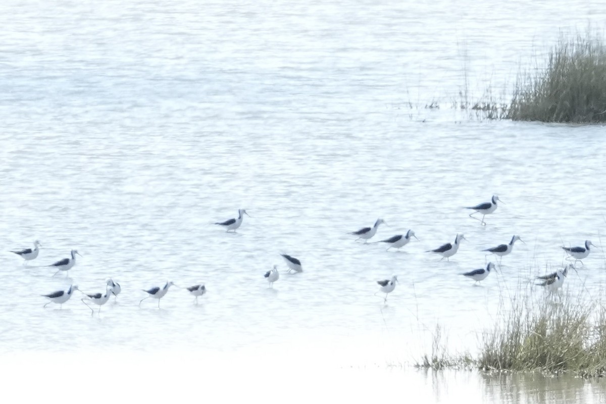 eBird Checklist - 4 Oct 2026 - Lake George--SW corner inc Lake Road ...