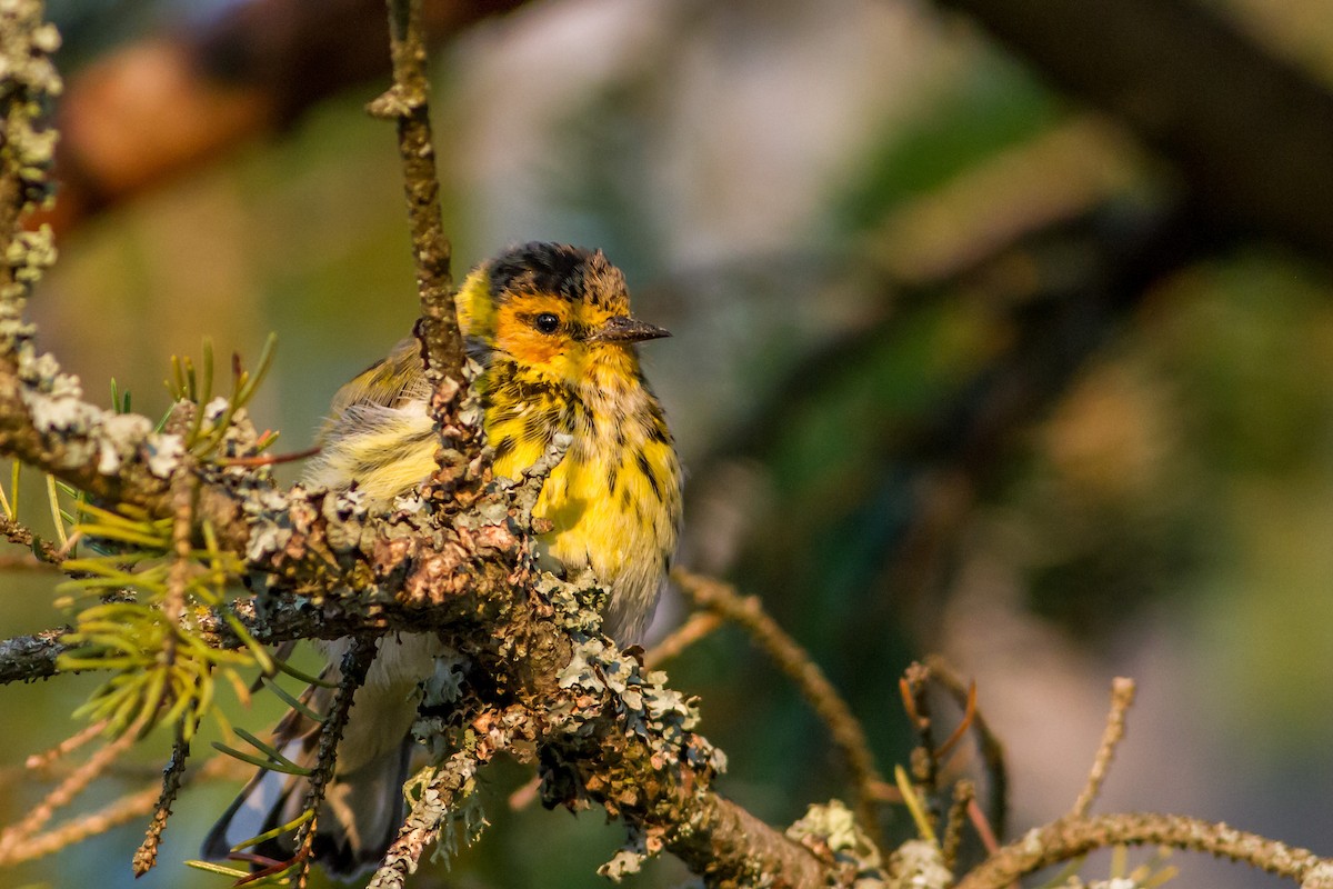 Cape May Warbler - Bruce Gates