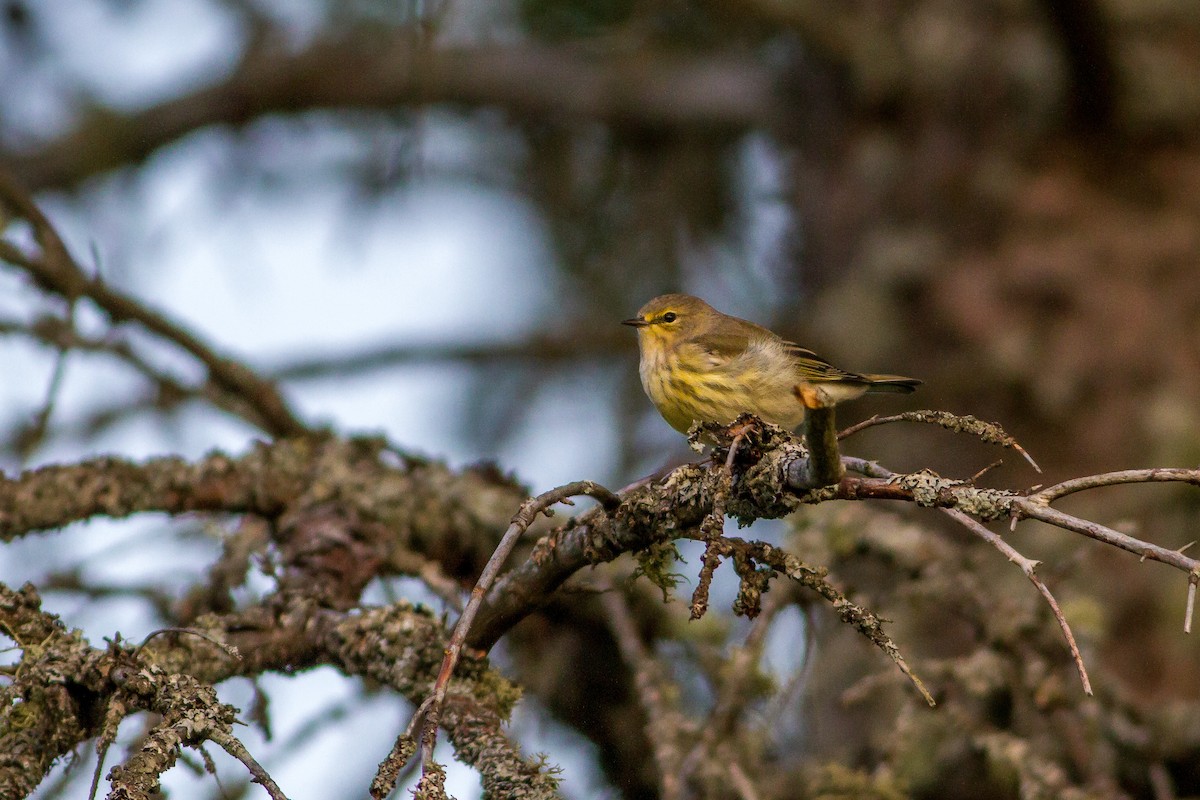 Cape May Warbler - Bruce Gates