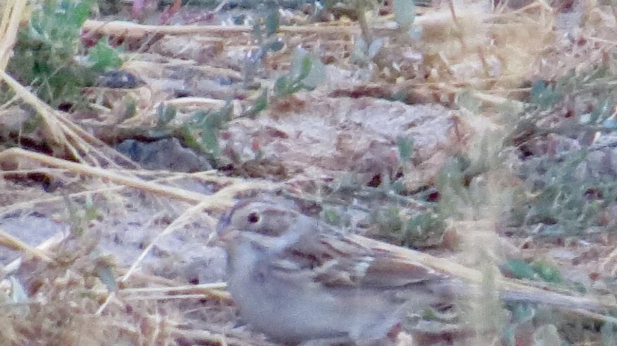 Clay-colored Sparrow - ML66622711