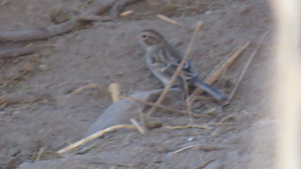 Clay-colored Sparrow - ML66622721