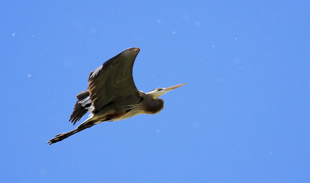 Great Blue Heron - Patrick MONNEY