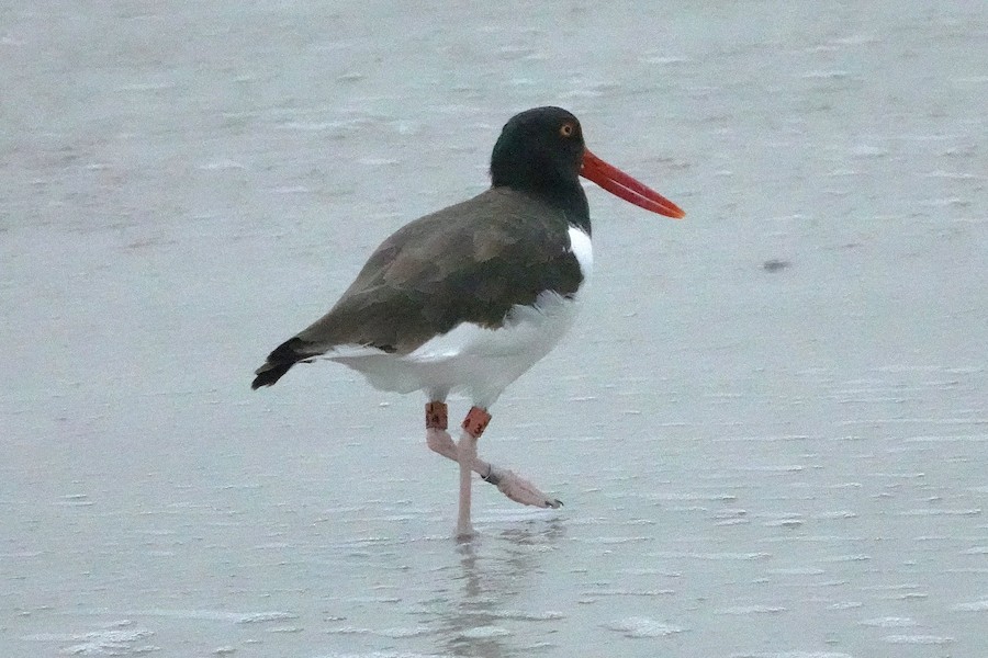American Oystercatcher - Karen Thompson