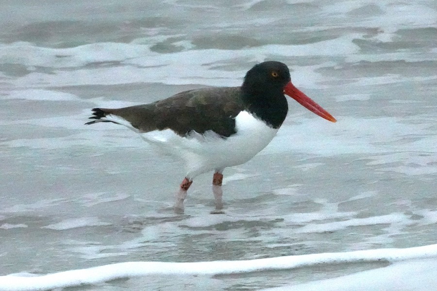 American Oystercatcher - Karen Thompson