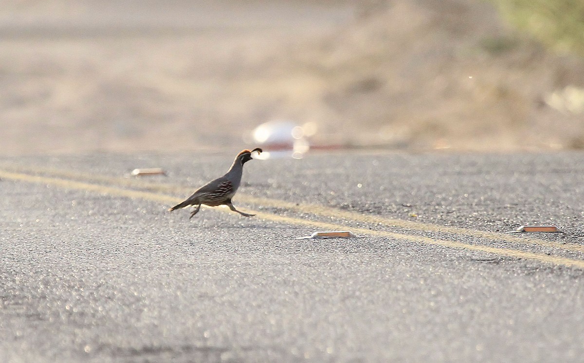 Gambel's Quail - ML66623711