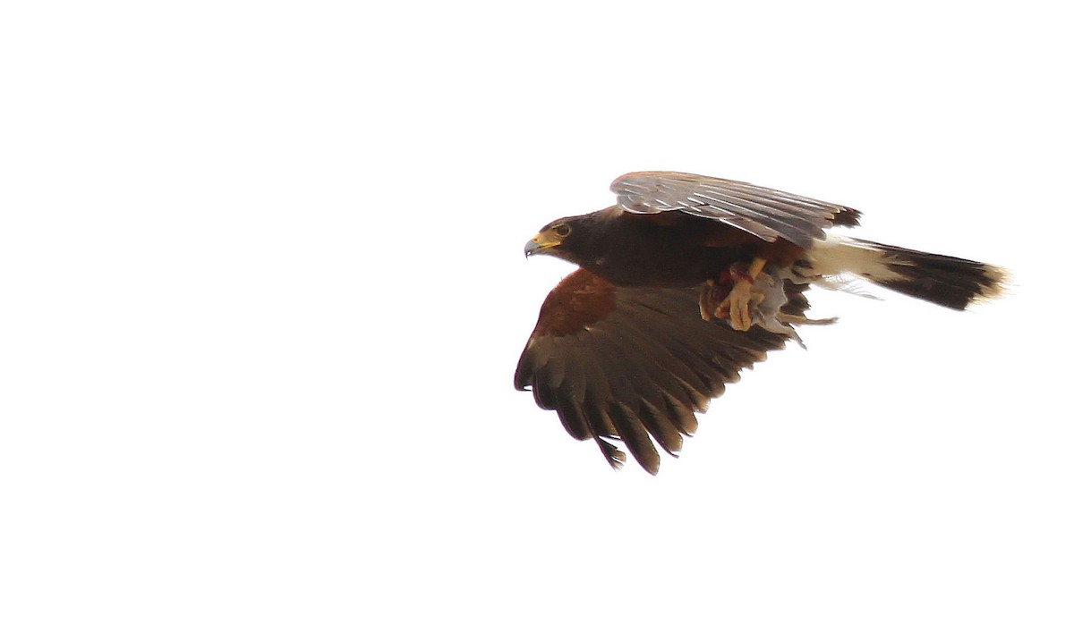 Harris's Hawk - ML66623731